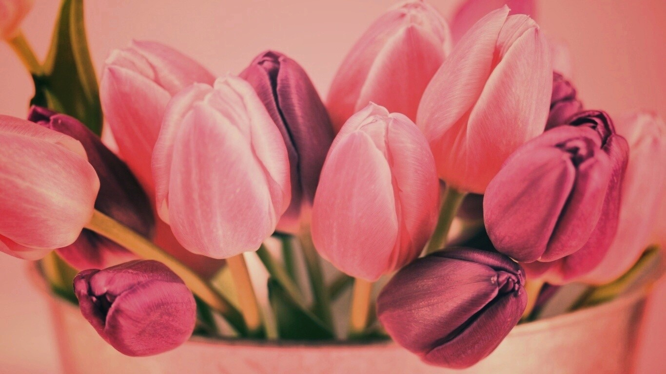 Розовые и фиолетовые тюльпаны обои