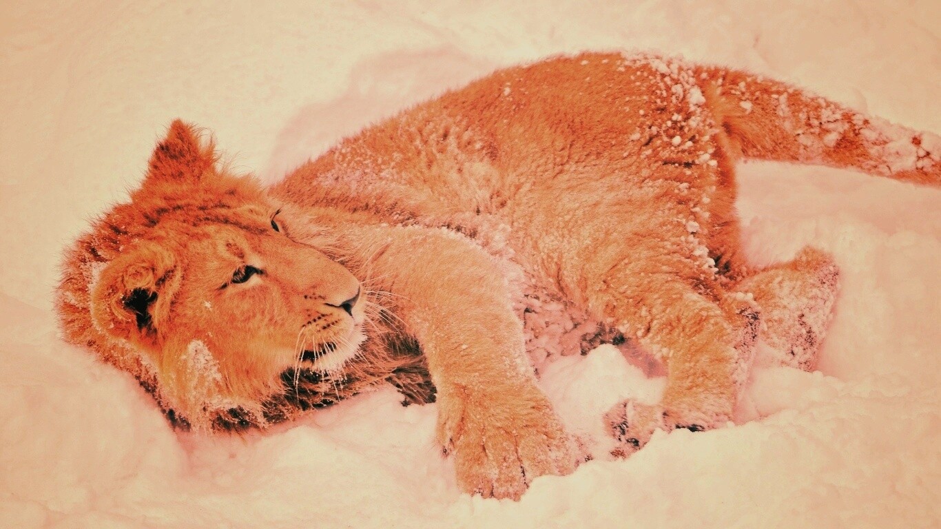 Львёнок в снегу обои