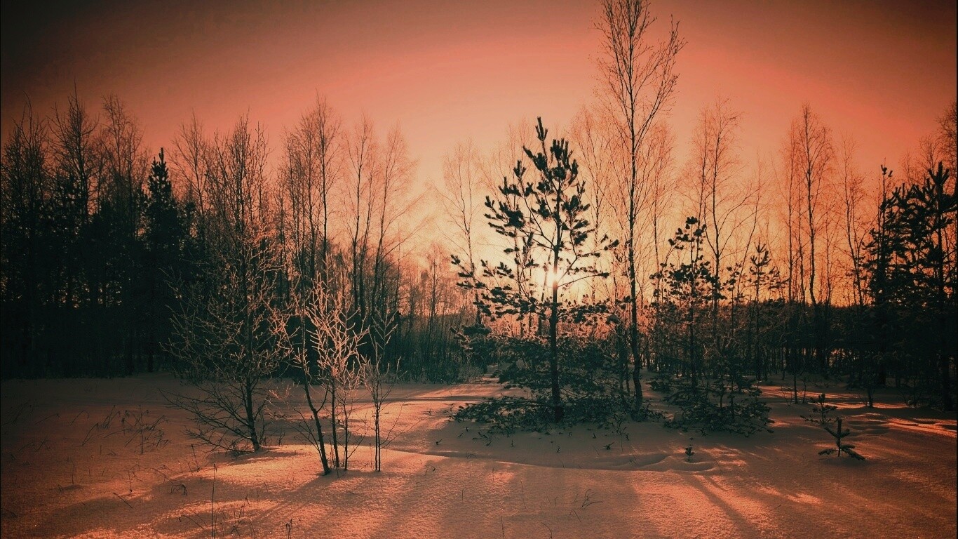 Зимний лес обои