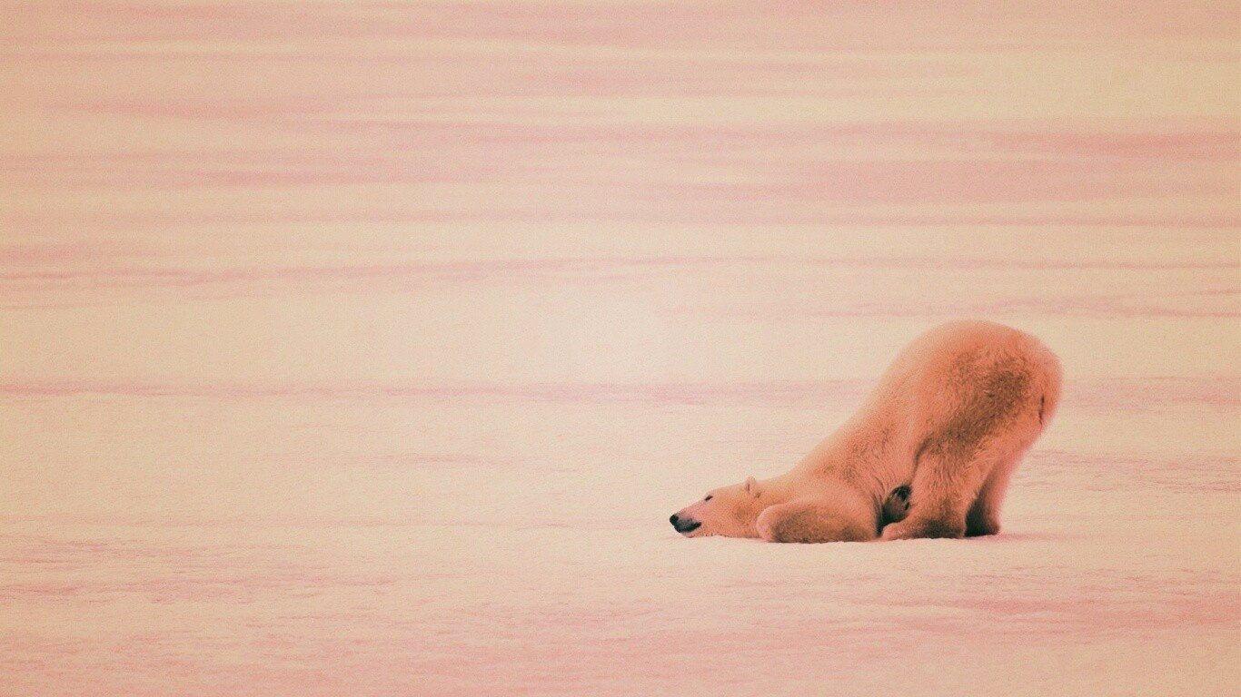 Полярный мишка в смешной позе обои