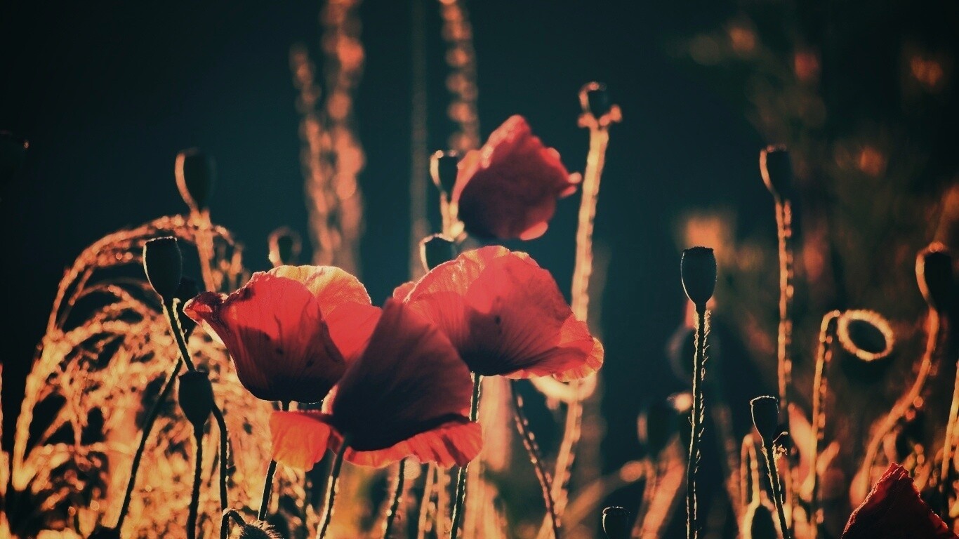 Макро фото мака обои