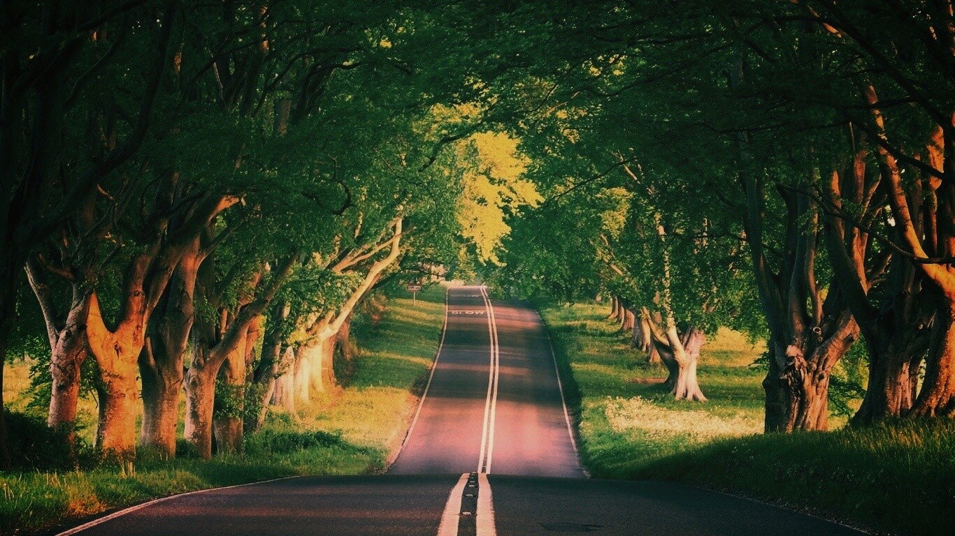 Дорога через лес обои