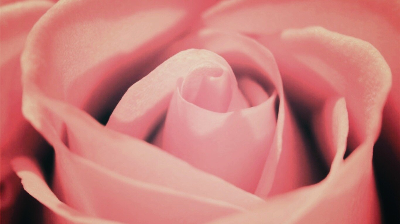 Фиолетовая роза макро обои