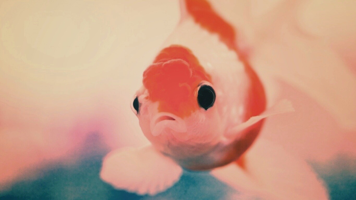 Аквариумная золотая рыбка обои