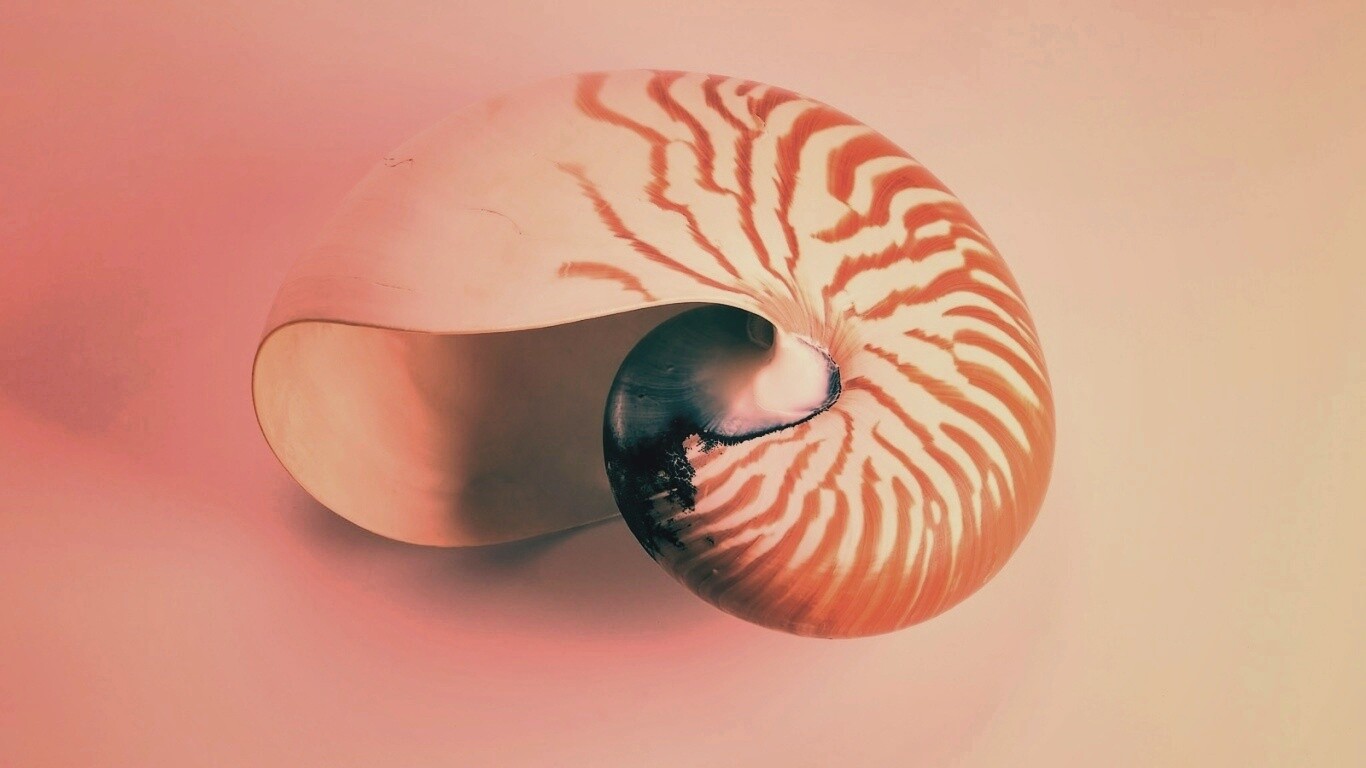 Ракушка в полоску обои