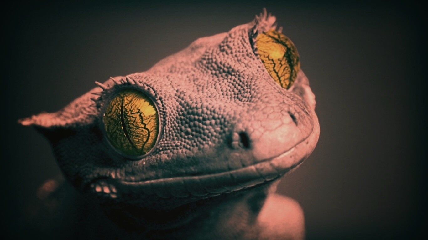 Ящерка обои