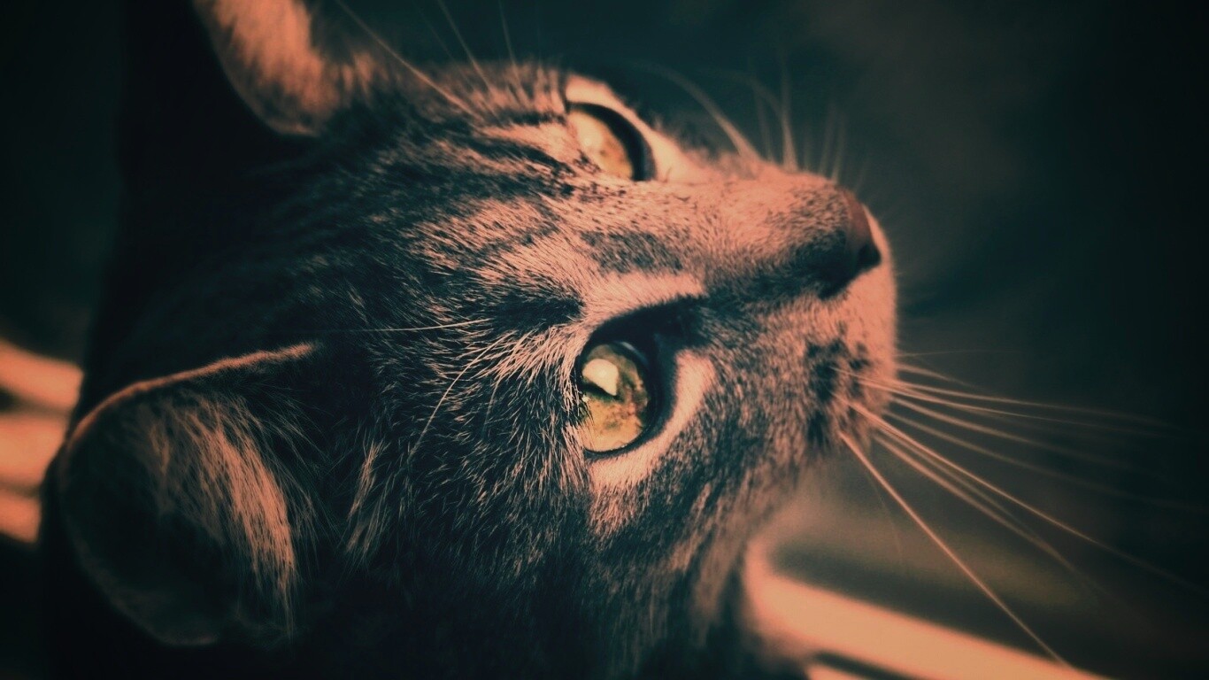 Кот с желтыми глазами обои