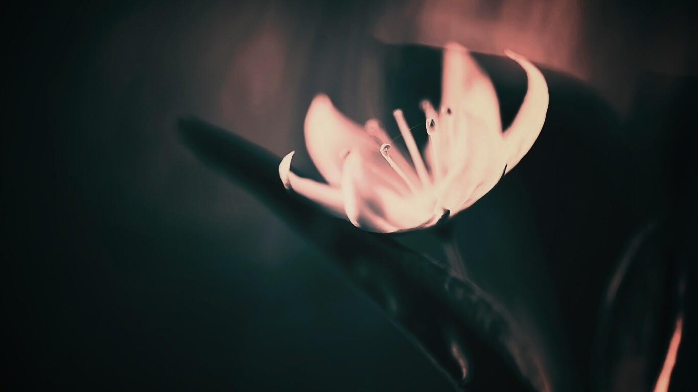 Белый цветок обои