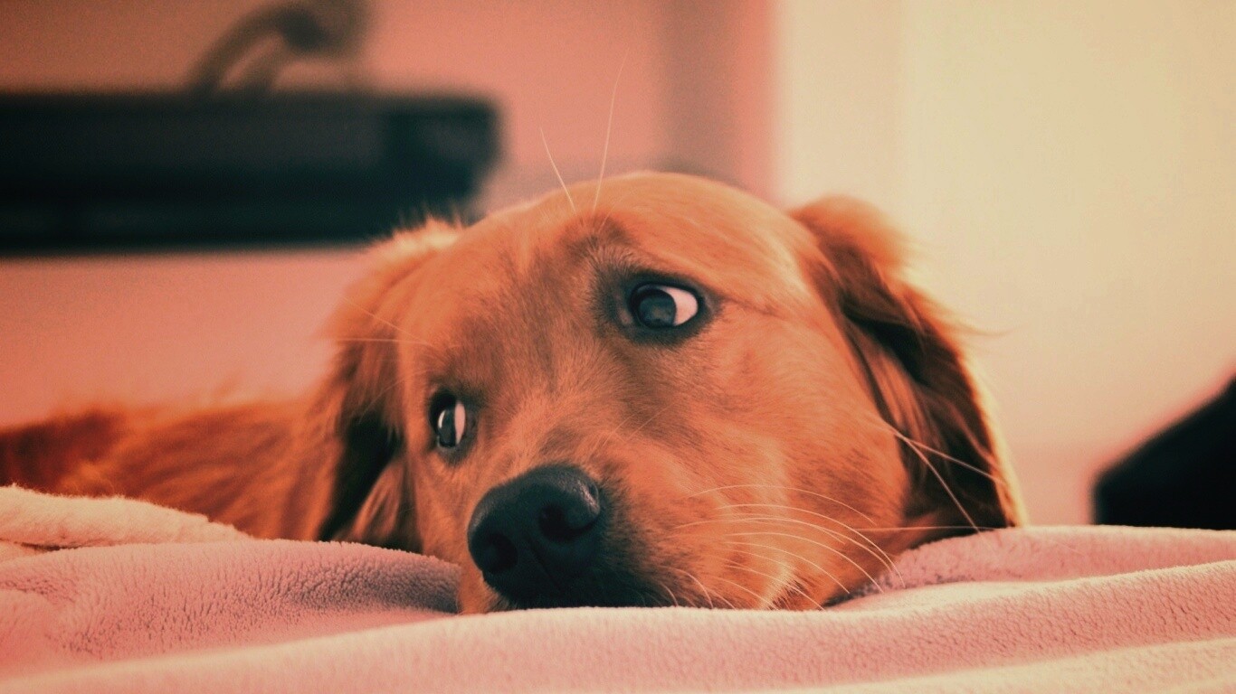 Лабрадор-ретривер обои