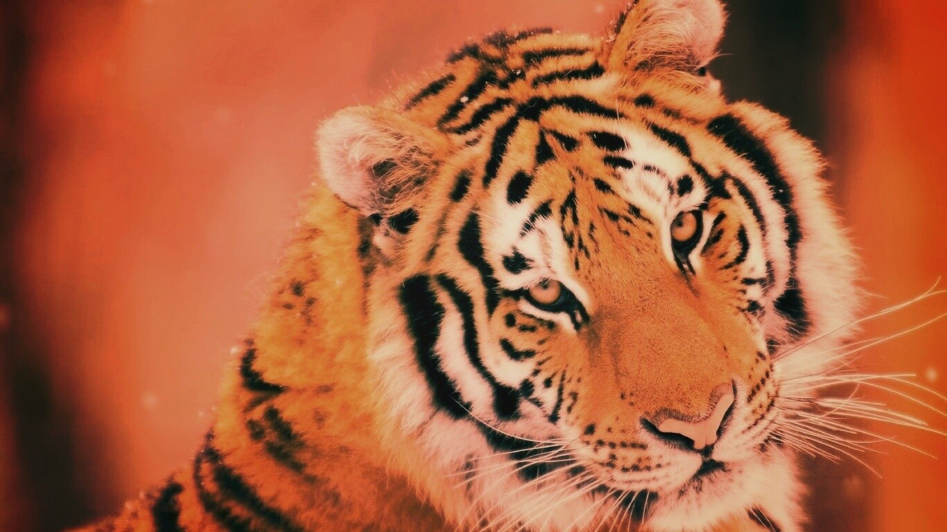 Тигр оборачивается обои