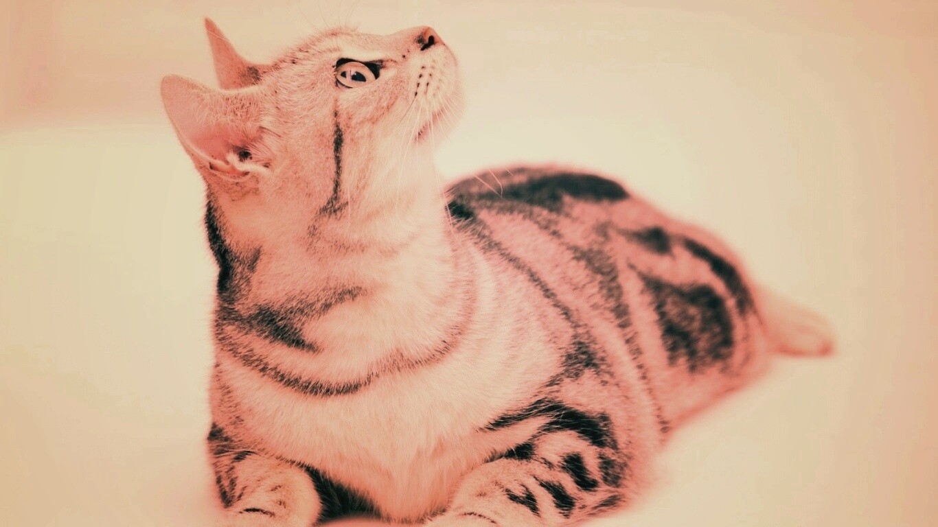 Котэ смотрит наверх обои