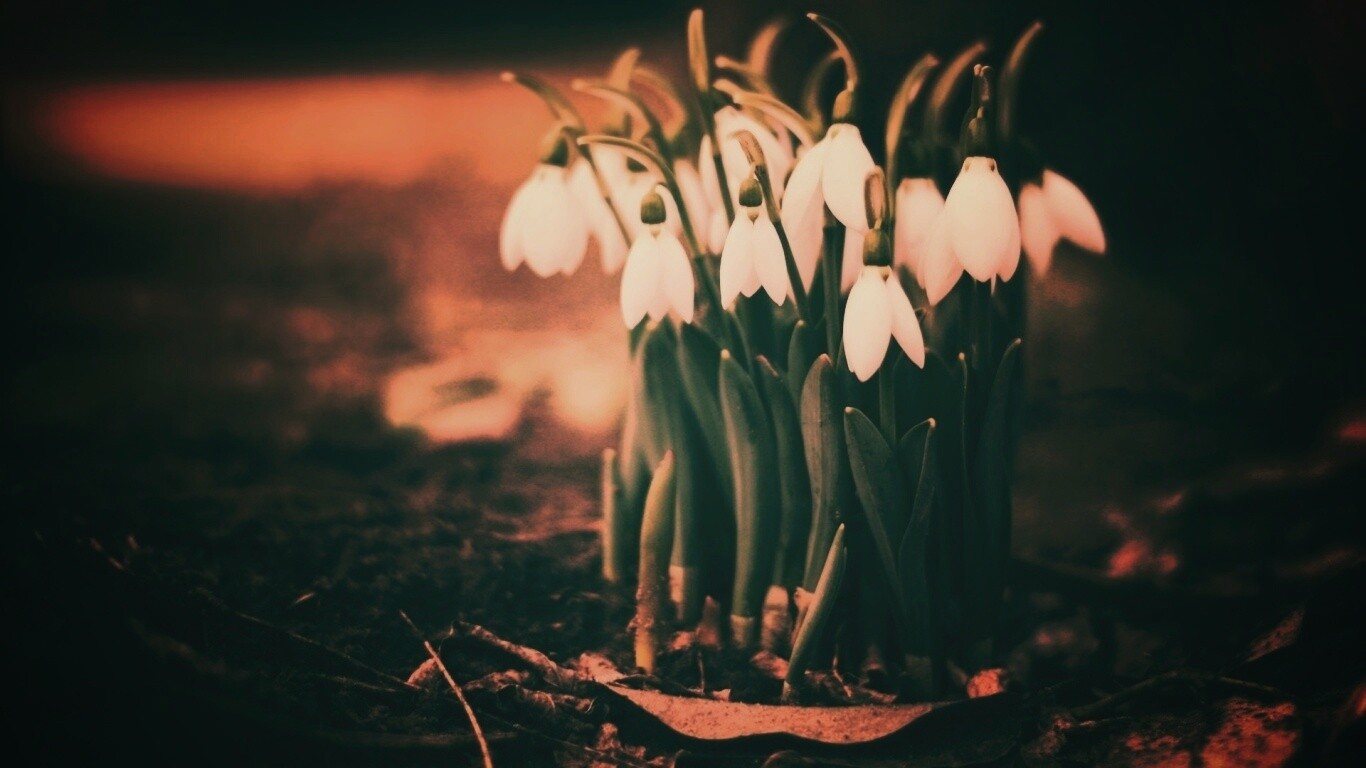 Подснежники - весенние цветы обои