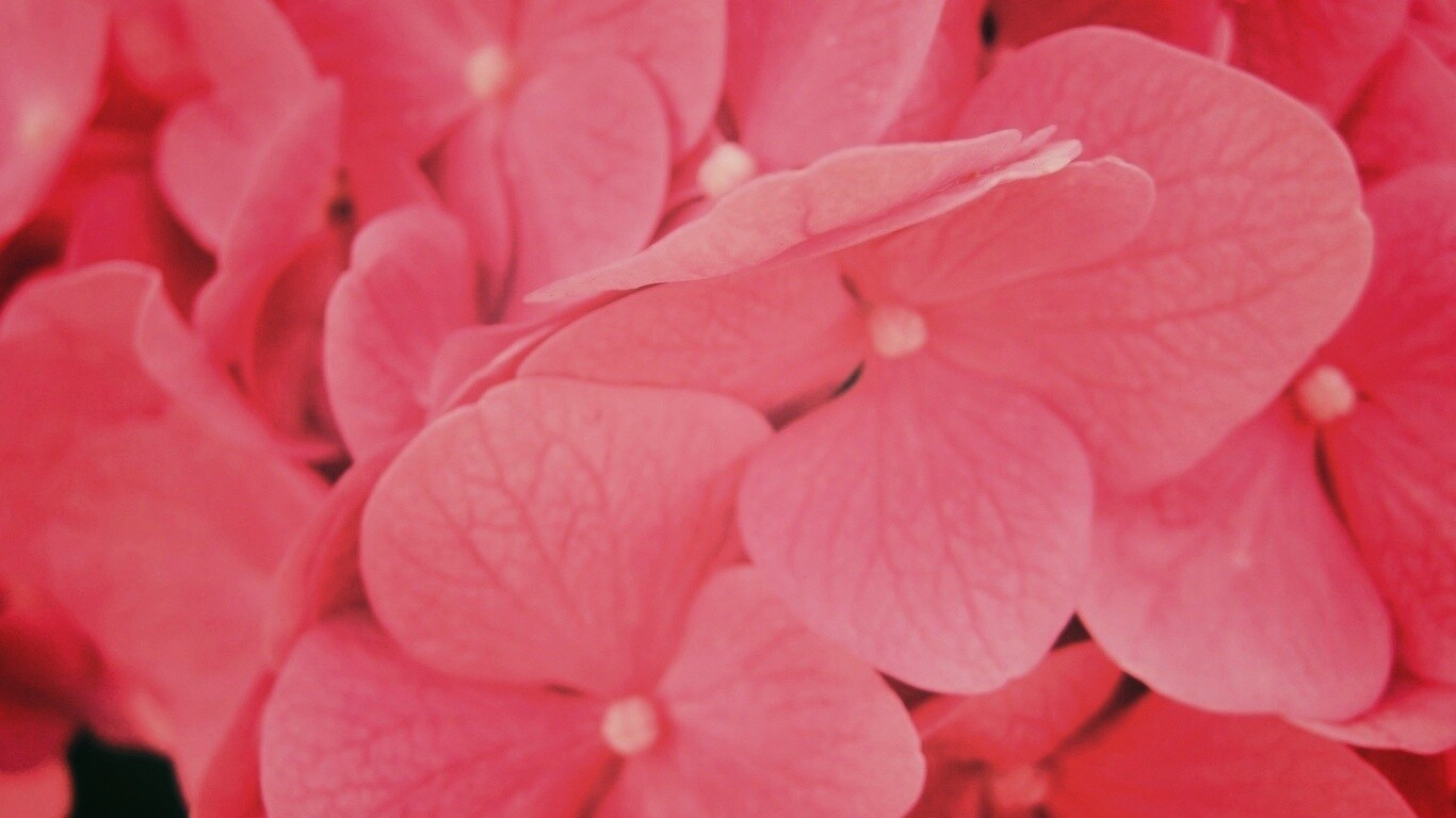 Фиолетовые нежные цветы обои