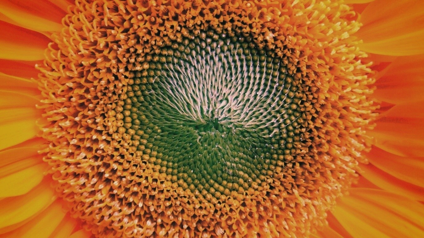 Недозревший подсолнух обои