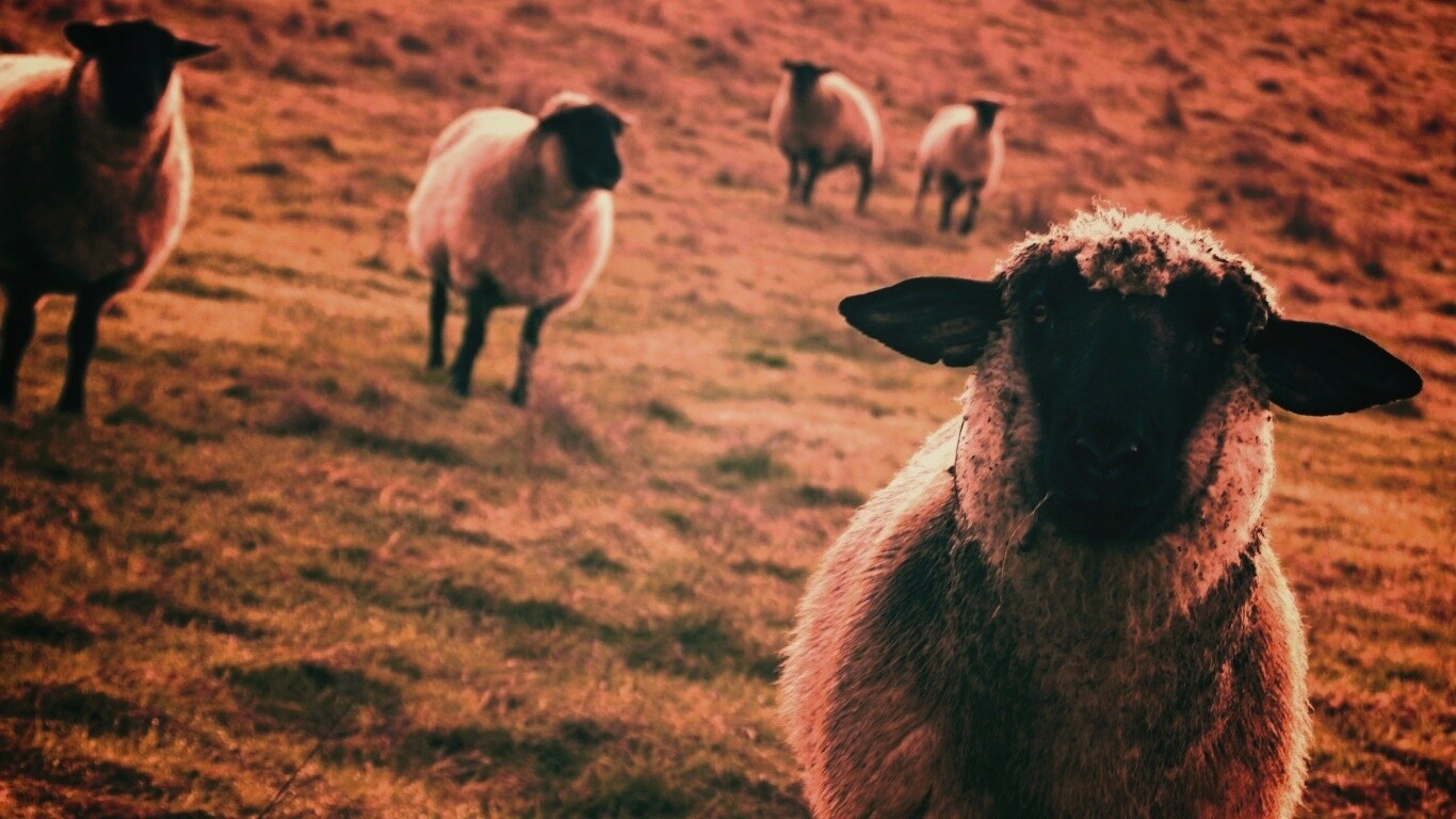Овцы на пастбище обои