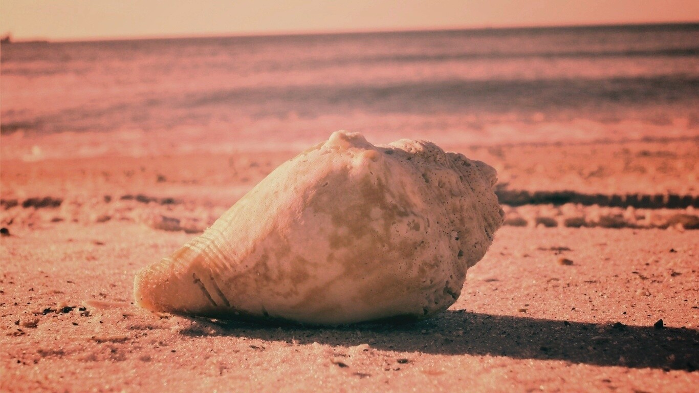 Морская раковина на пляже обои