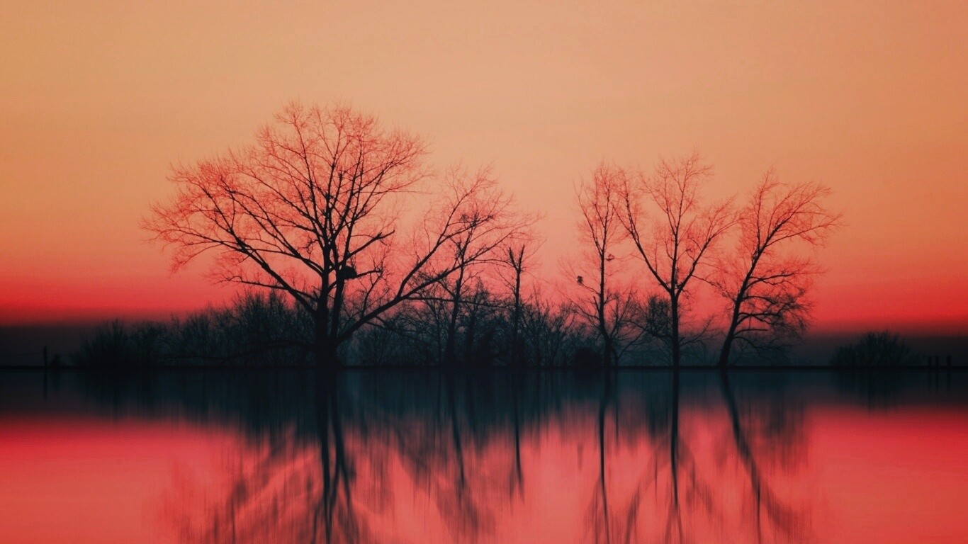 Деревья при закате обои