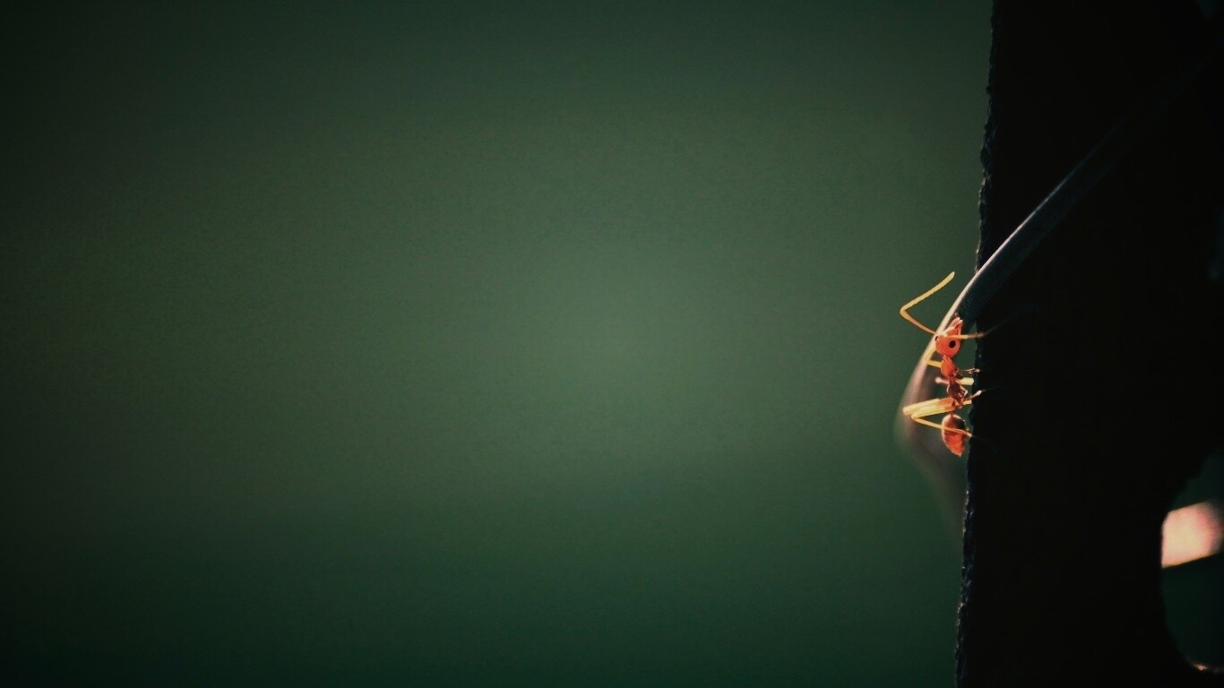 Муравей-пожарник обои