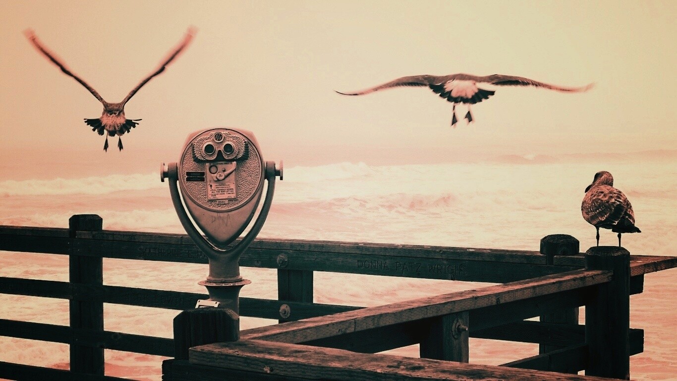 Чайки на перилах пирса обои