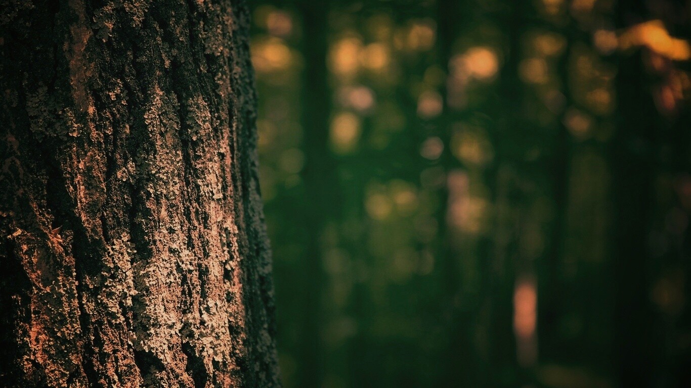 Ствол дерева обои