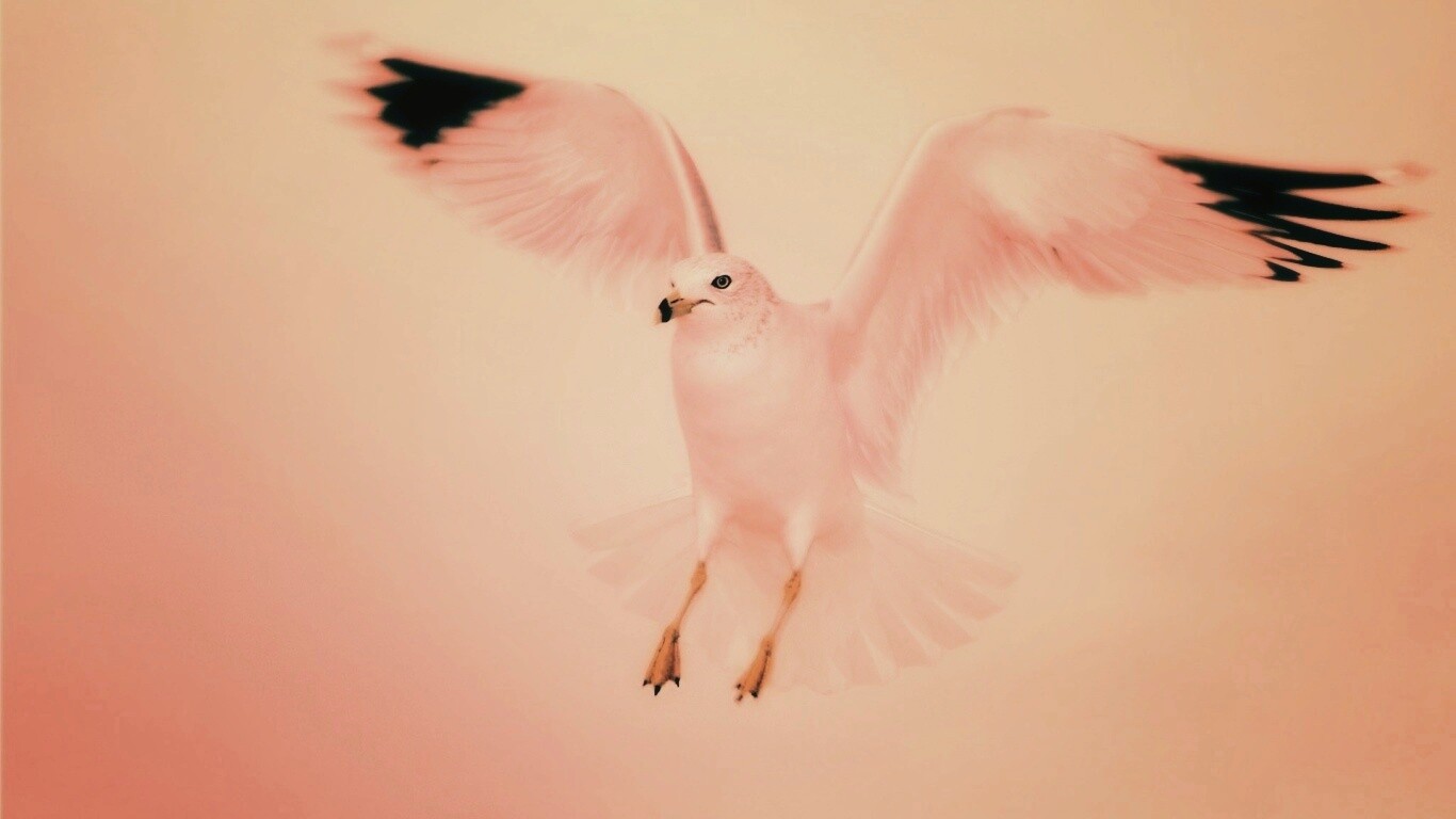 Гордая белая птица обои