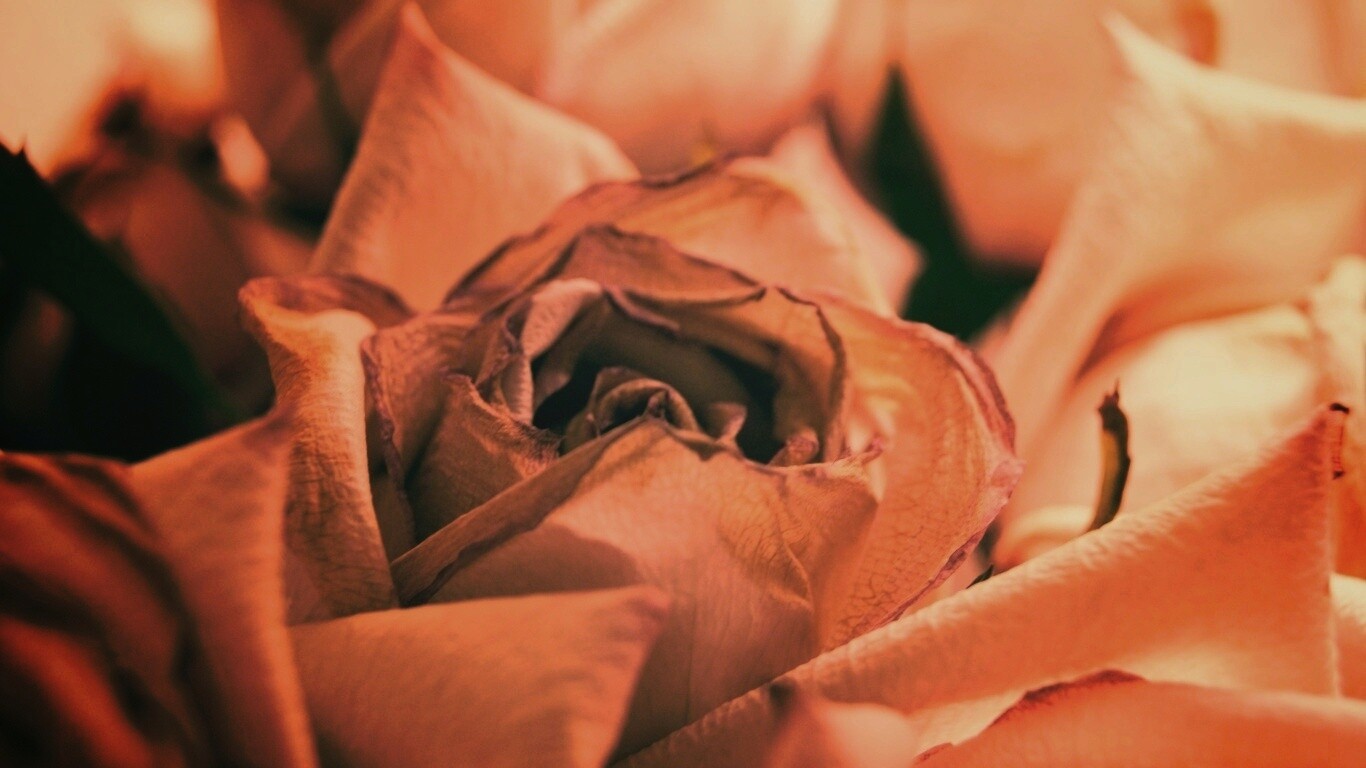 Увядающая роза обои