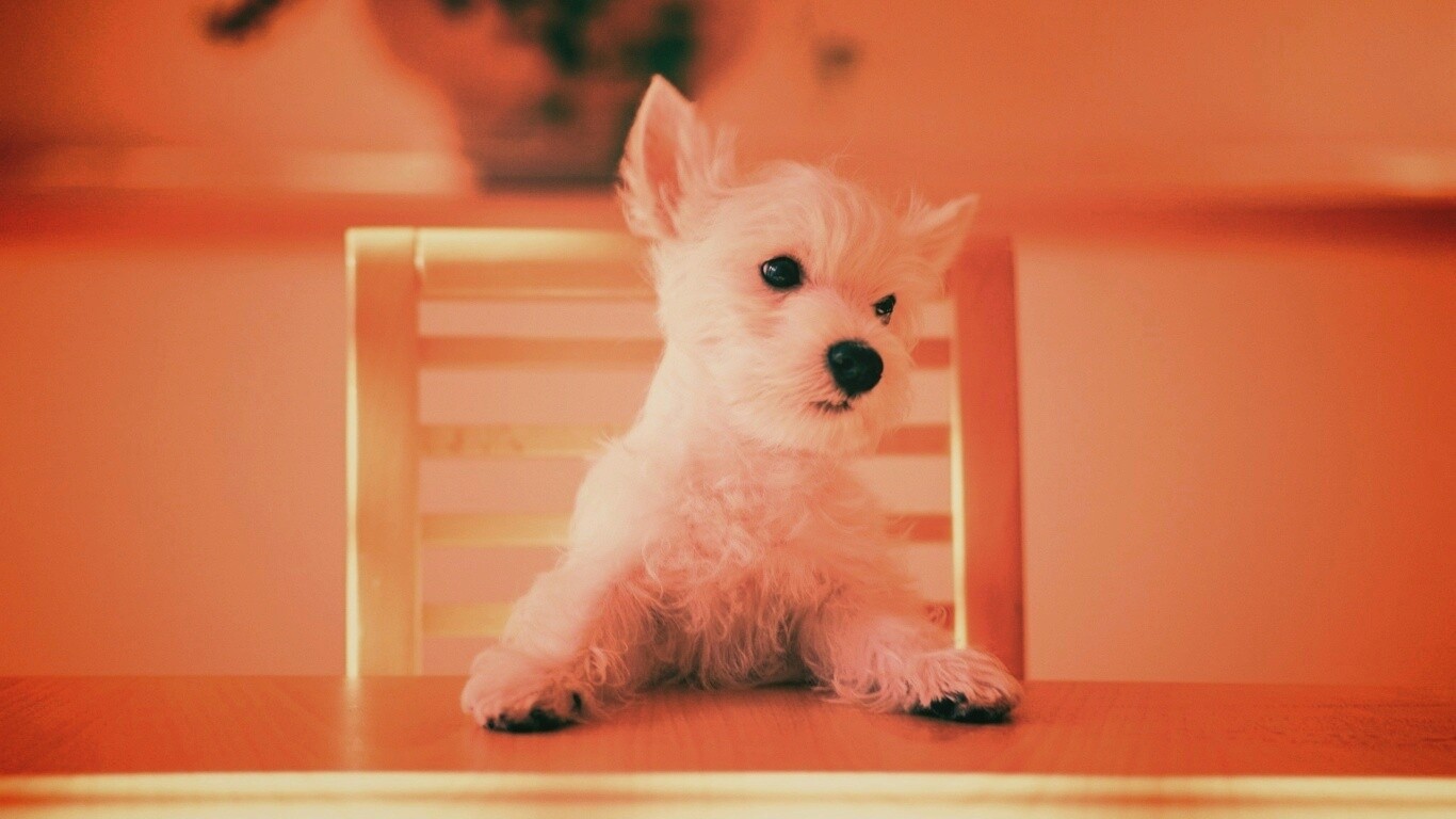 Щенок на стуле обои