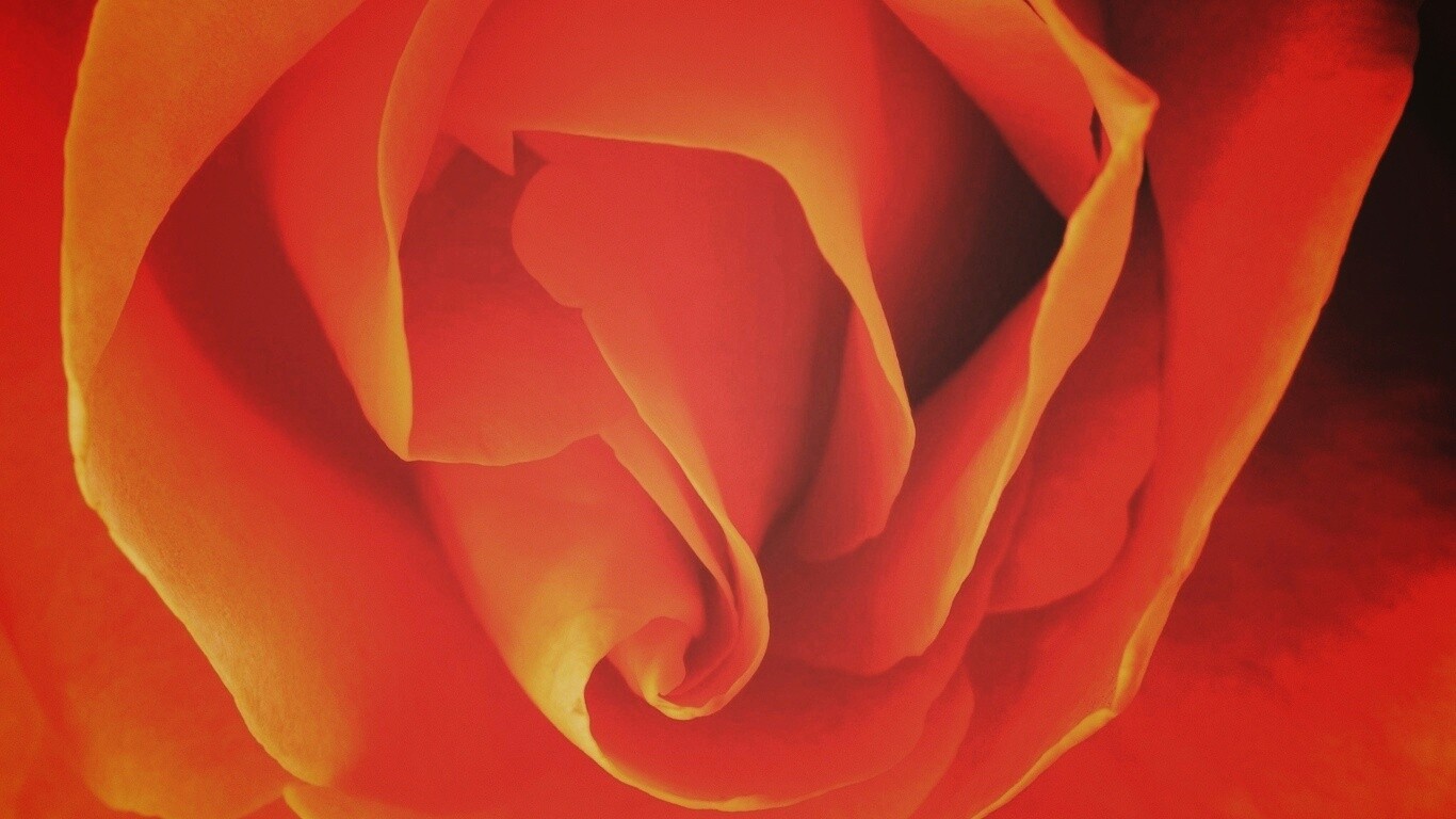 Макро фотка бутона обои