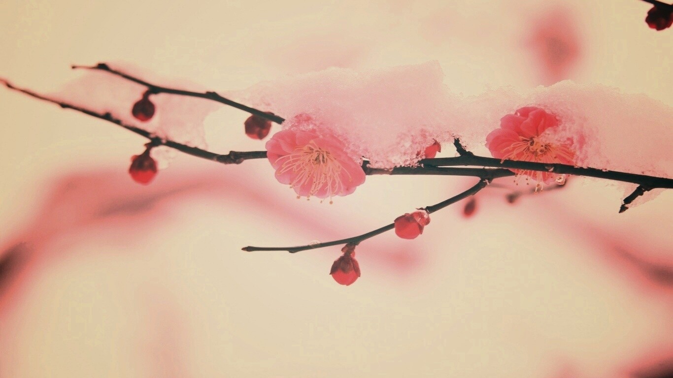 Цветы под снегом обои