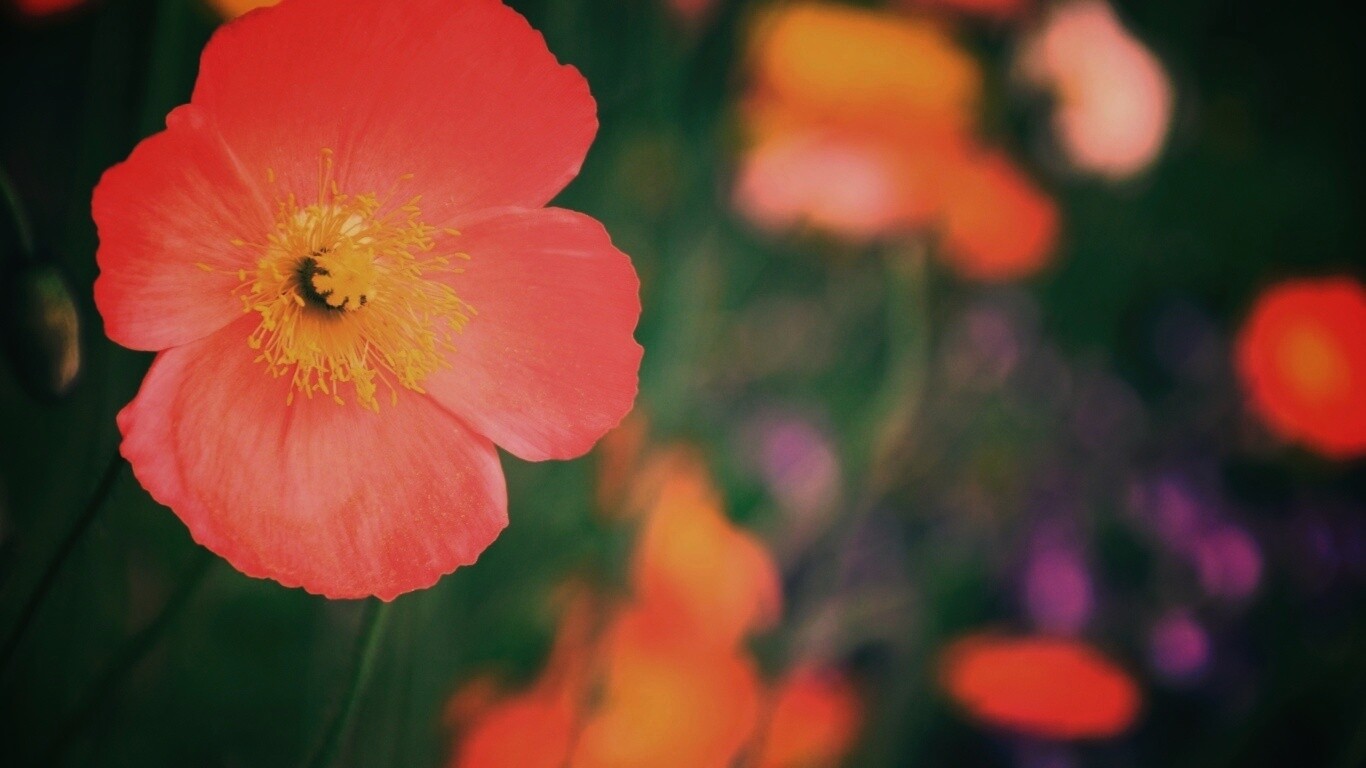 Красивый красный цветок обои