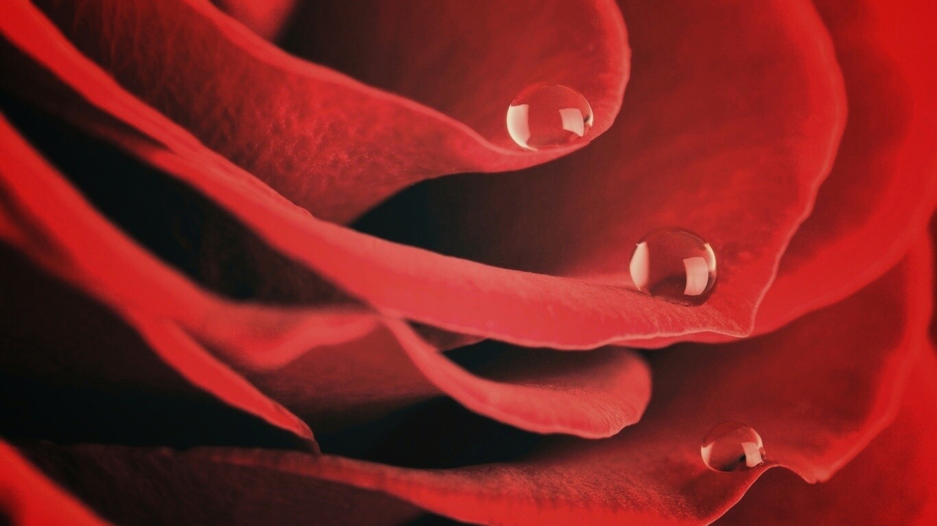 Капли росы на лепестках розы обои