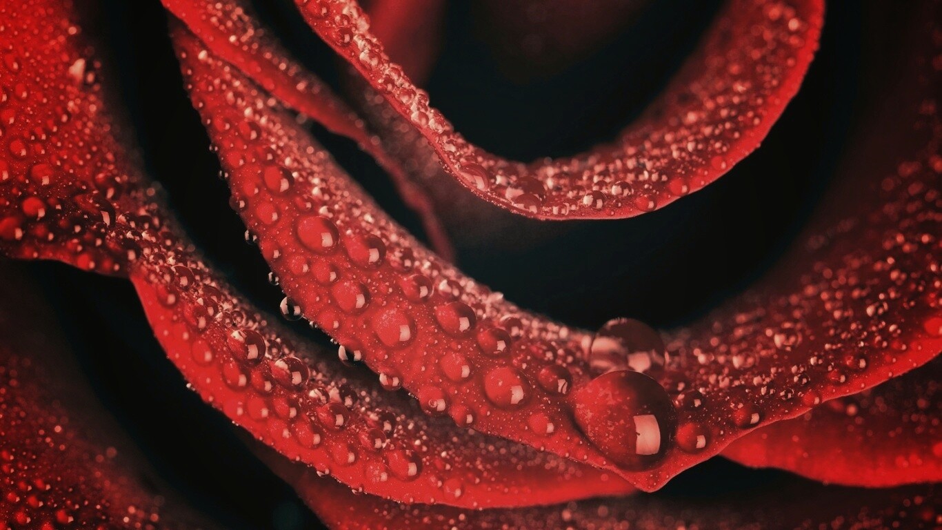 Роза в каплях обои