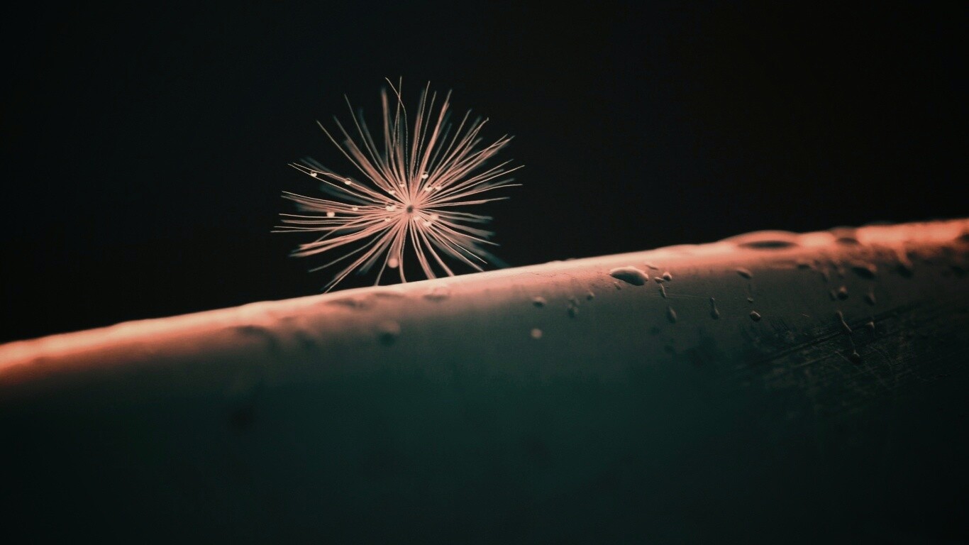 Прилипшая пушинка обои