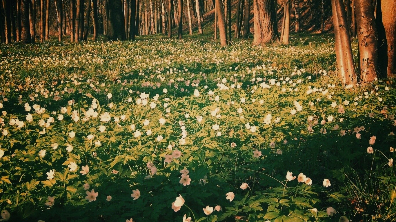 Поляна весенних цветов обои