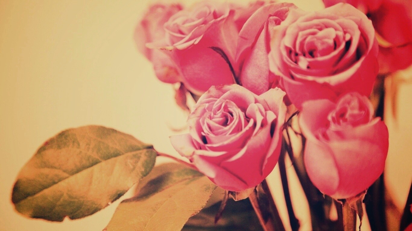 Букет розовых роз обои