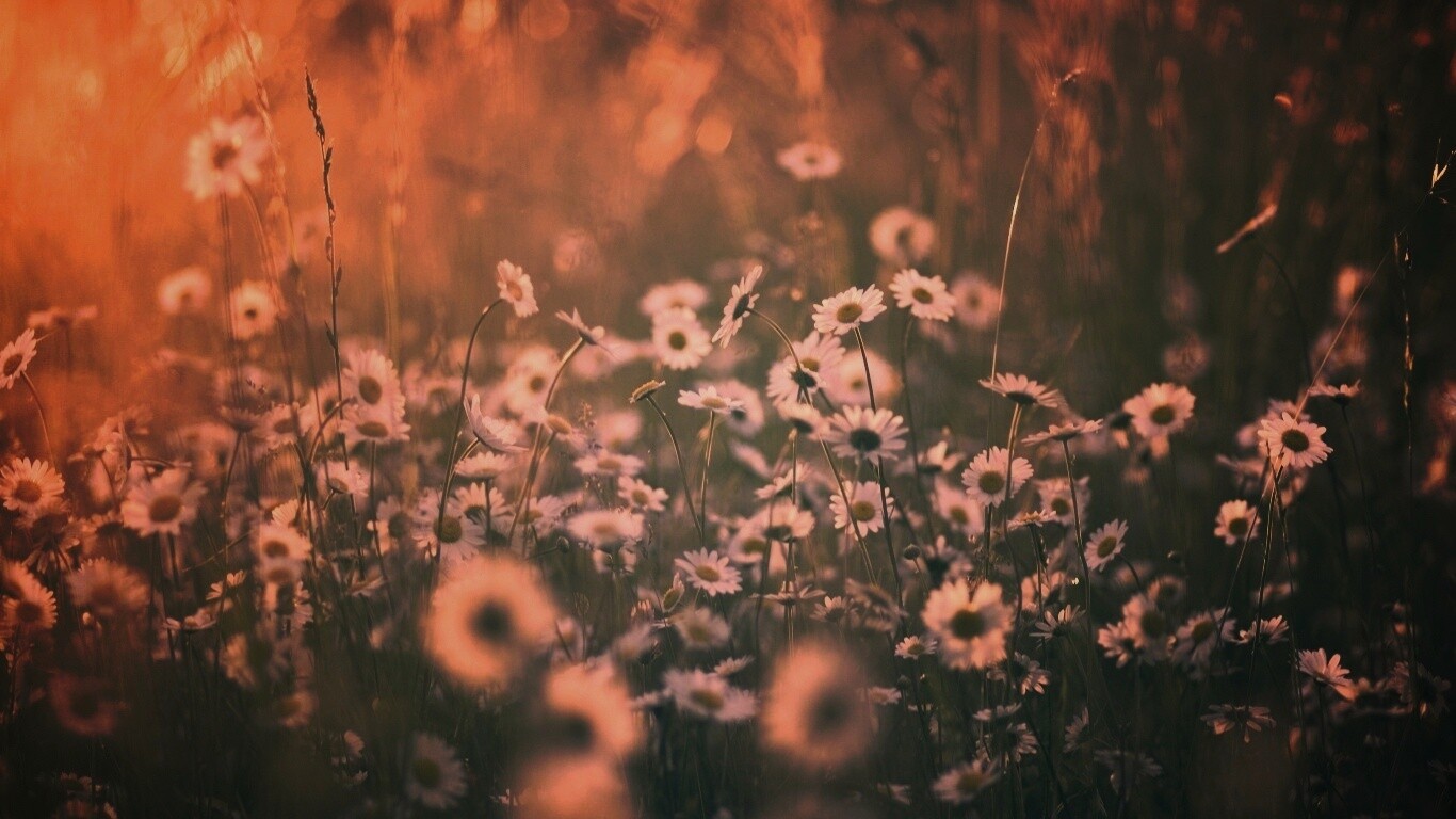 Поле ромашек обои