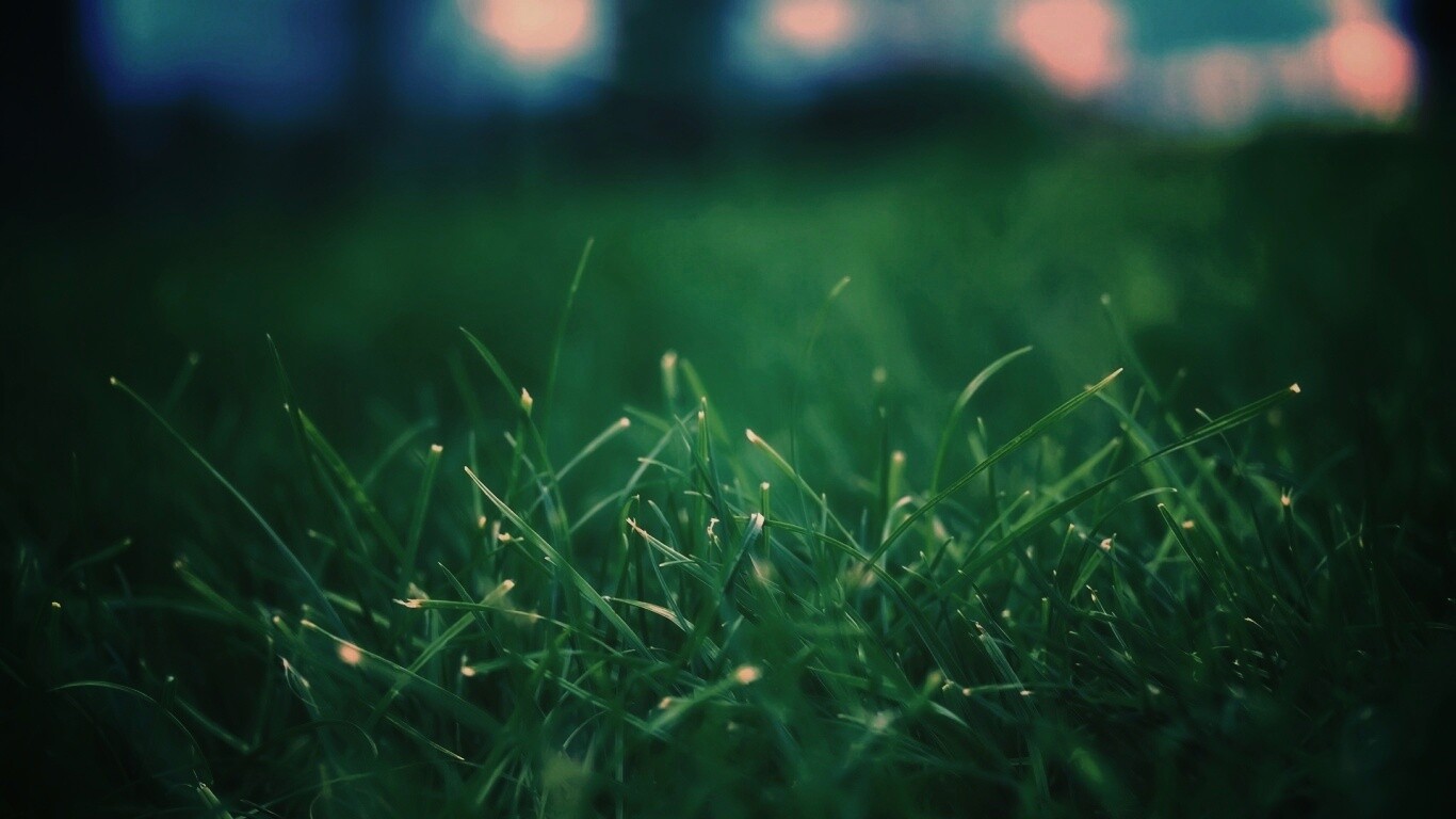 Сочная трава обои