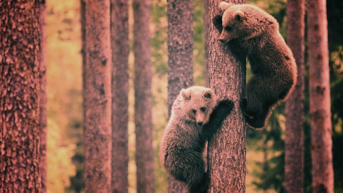 Медвежата обои