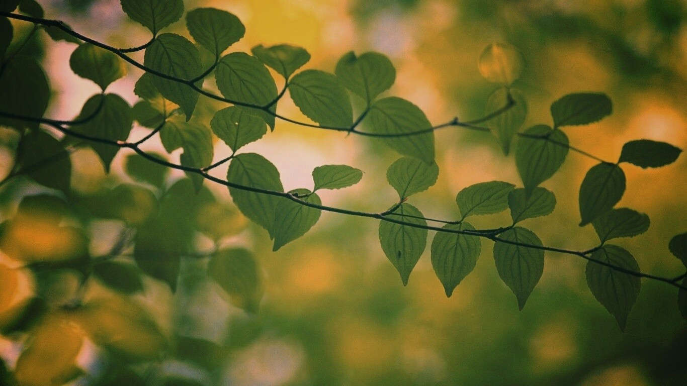 Ветка яркой зелени обои