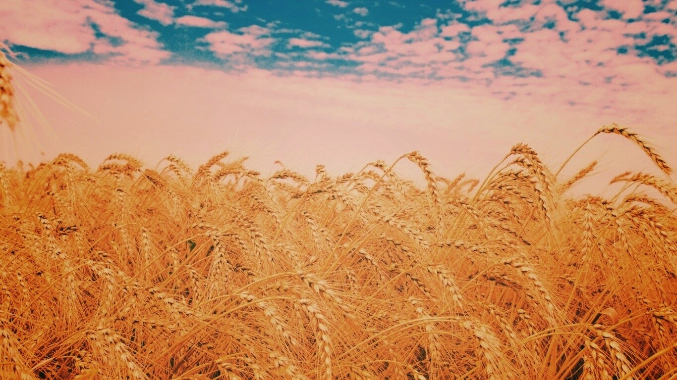 Колосья в поле обои