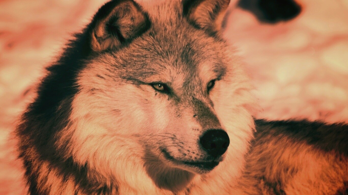 Лайка на снегу обои