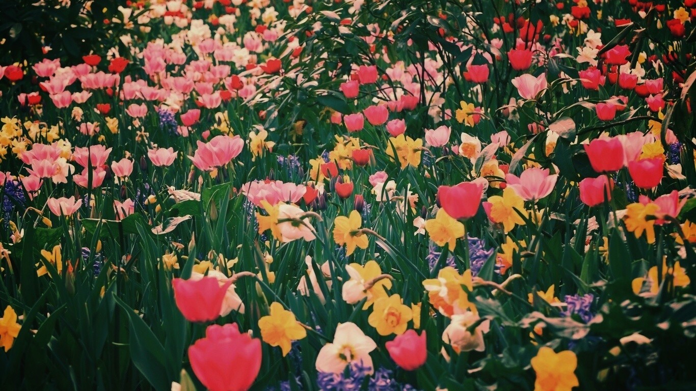 Поляна со множеством цветов обои