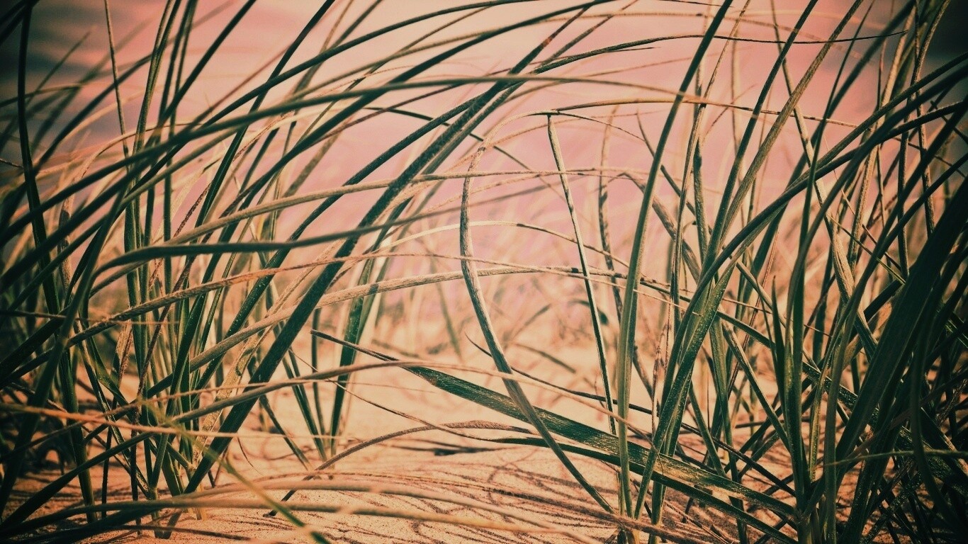 Трава на песке обои