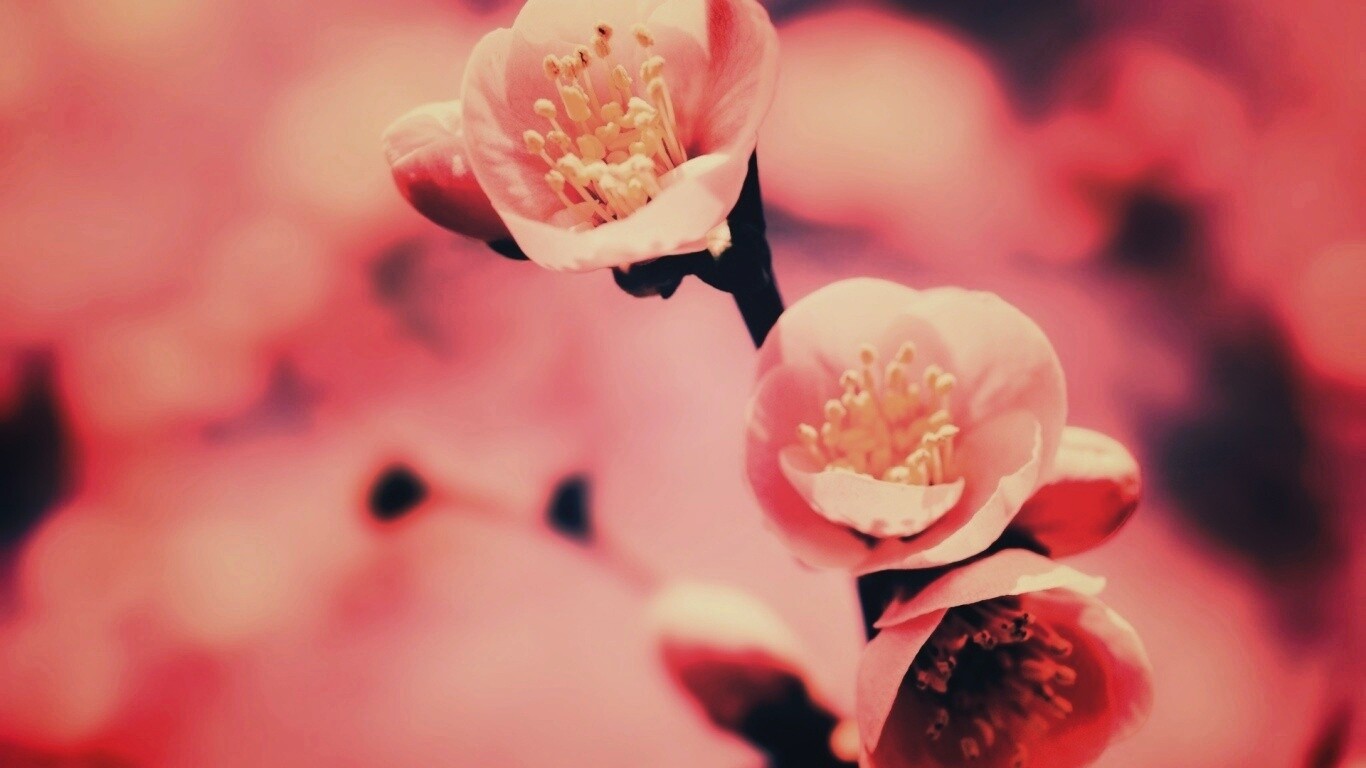 Великолепный цветок обои