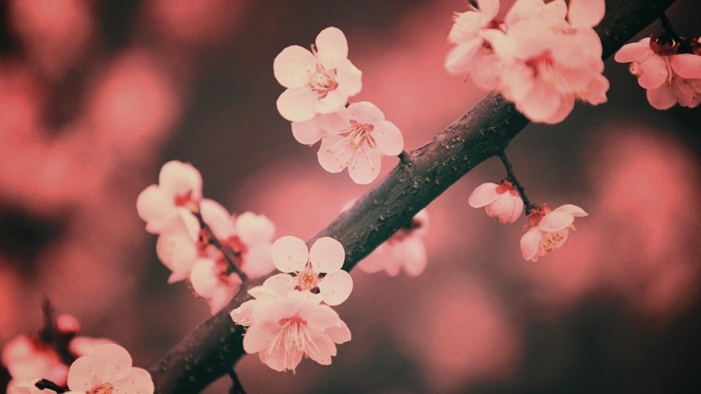 Ветка сакуры обои