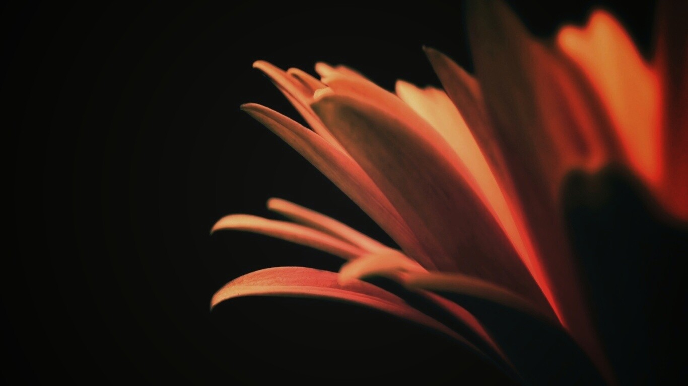 Гербера обои