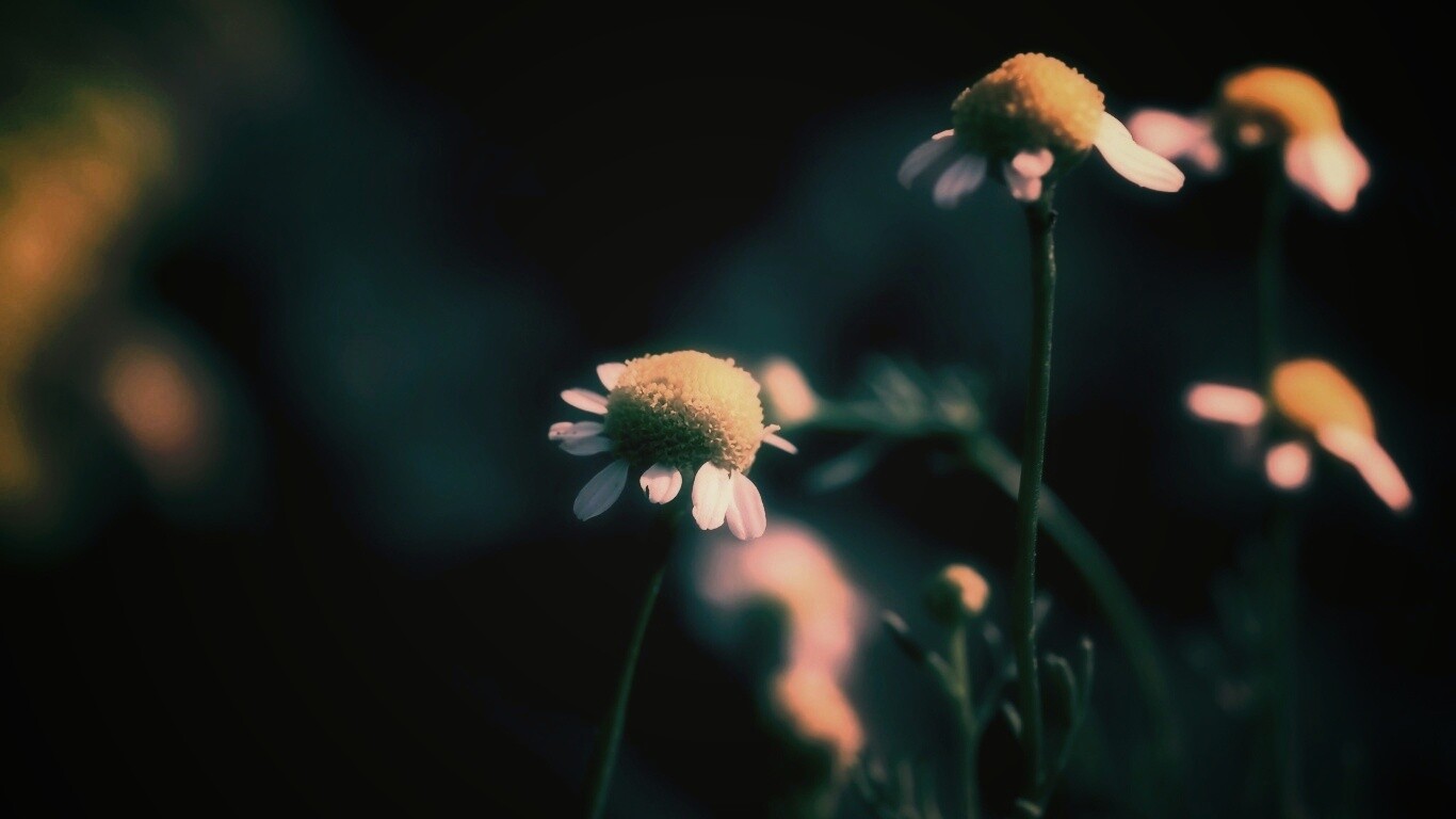 Стремный лепестун обои