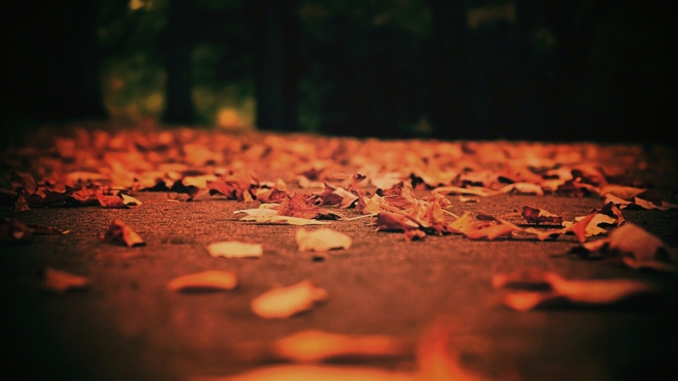 Дорога в листьях  обои