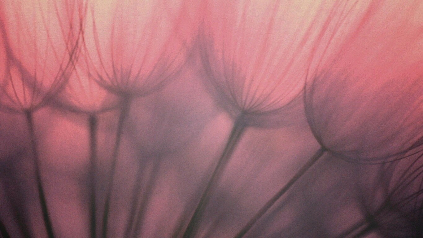 Рисунок одуванчика обои