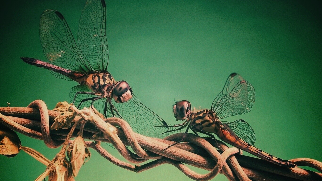 Две стрекозы обои